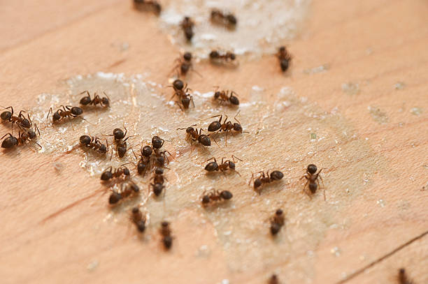 Best Pest Control Near Me in Wade, MS