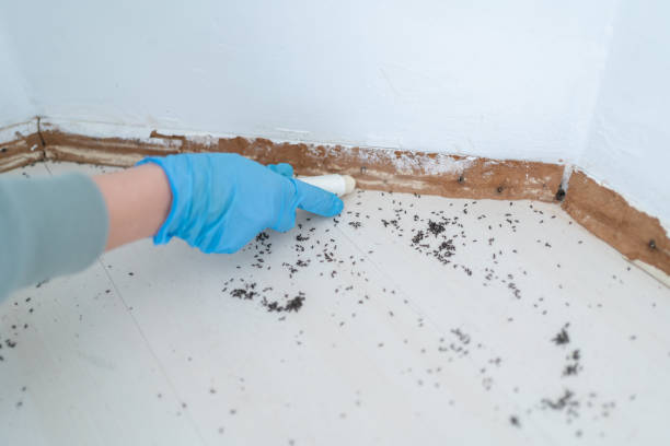 Best Termite Control Services  in Wade, MS